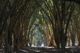 fazenda das palmeiras cva arquitetura