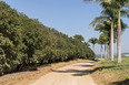 fazenda das palmeiras cva arquitetura